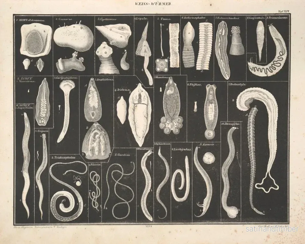 Reproduktion av målningen Illustrationer av den allmänna naturhistorien av Oken för alla tillstånd Pl073 - Lorenz Oken - Bild 2