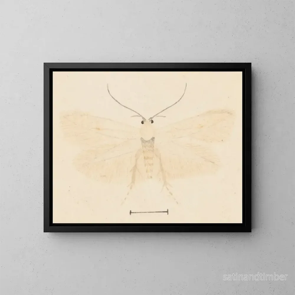 Reproduktion av målningen Aquarelle av entomologi Pl131 - George Hudson