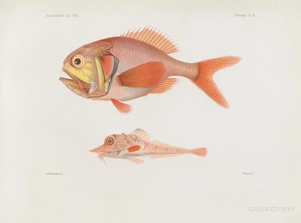 Reproduktion av målningen Mémoires du Muséum de zoologie comparée de Harvard College Pl85 - Musée de Zoologie Comparée de l'Université Harvard - Bild 2