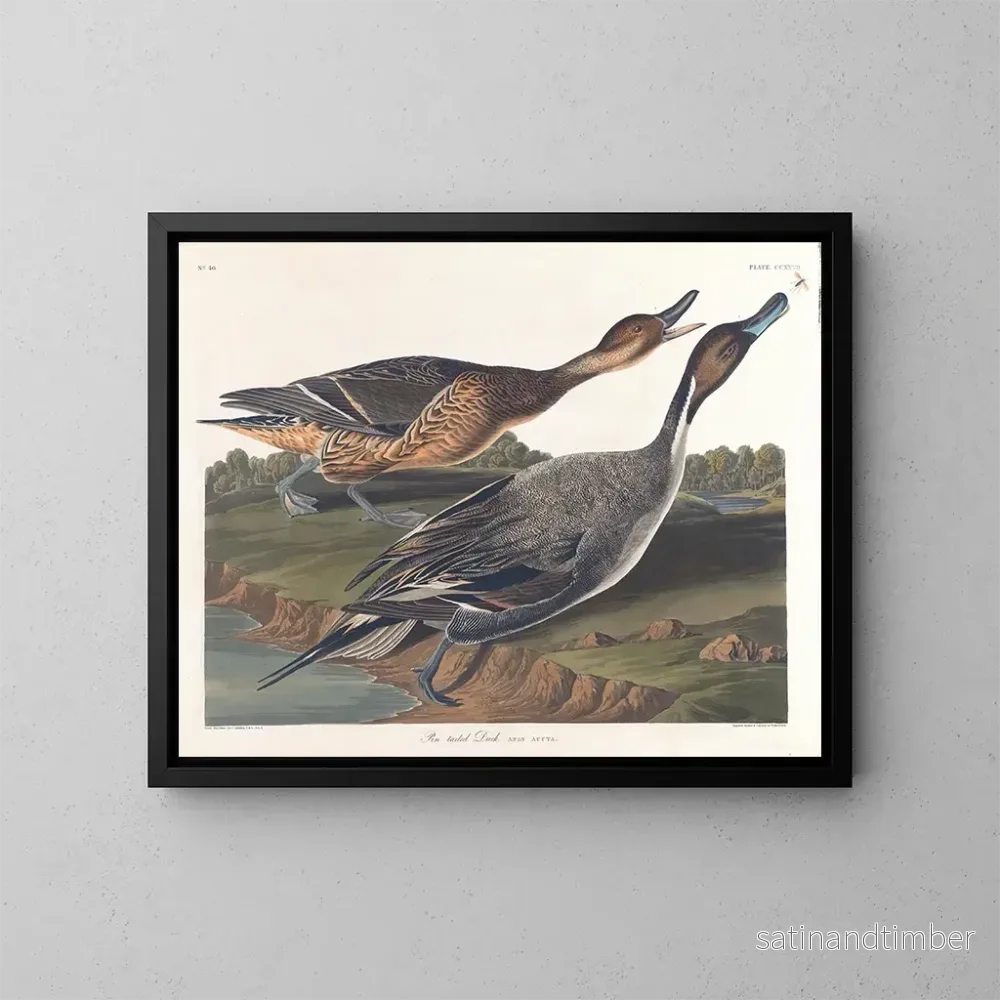 Reproduktion av målningen Kanadagås med spetsig stjärt - John James Audubon