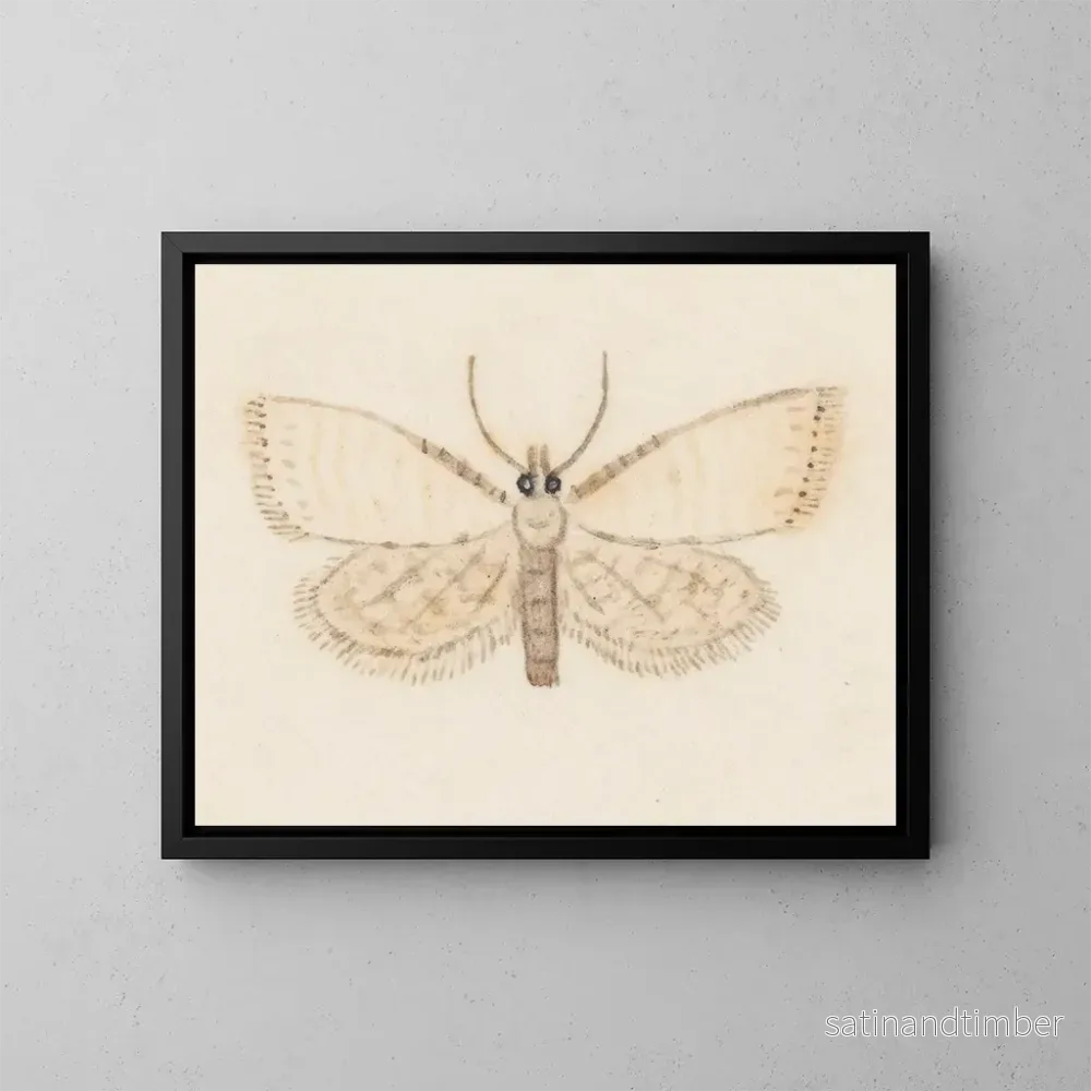 Reproduktion av målningen akvarell av entomologi Pl036 – George Hudson Reproduktion av målningen akvarell av entomologi Pl036 – George Hudson