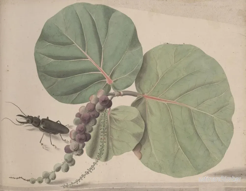 Reproduktion av målningen Histoire naturelle de Saint-Domingue Pl166 - René de Rabi - Bild 2