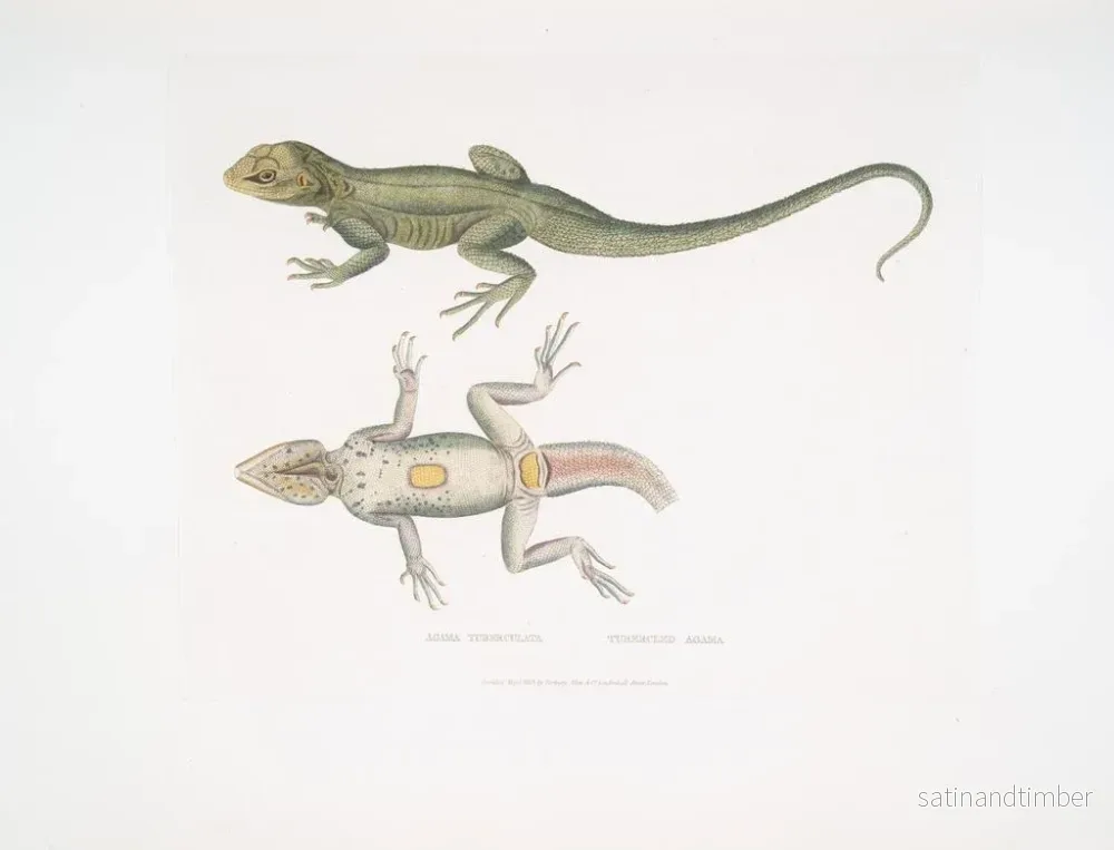 Reproduktion av målningen av Agame tuberculeuse - John Edward Gray - Bild 2