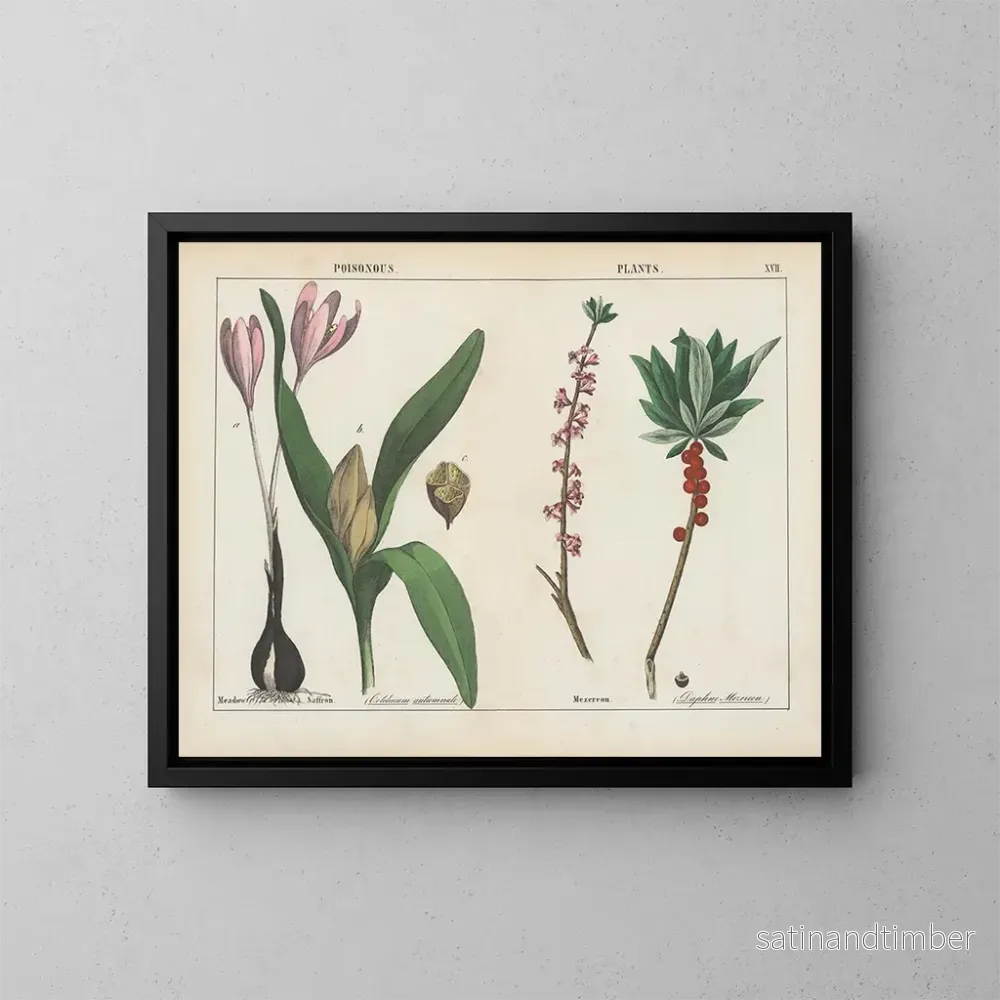 Reproduktion av målningen av giftiga växter: colchicum och daphne - Charlotte Mary Yonge