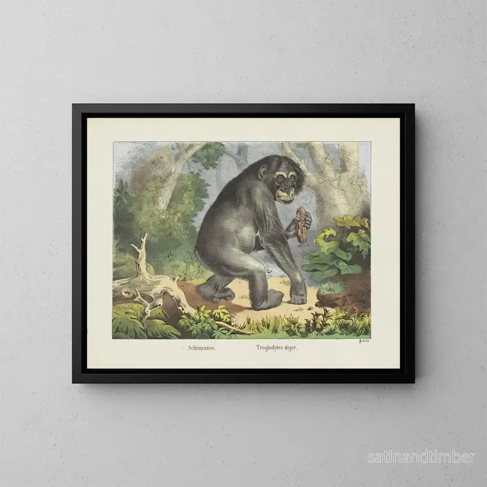 Reproduktion av målningen Chimpanzé - Joseph Scholz