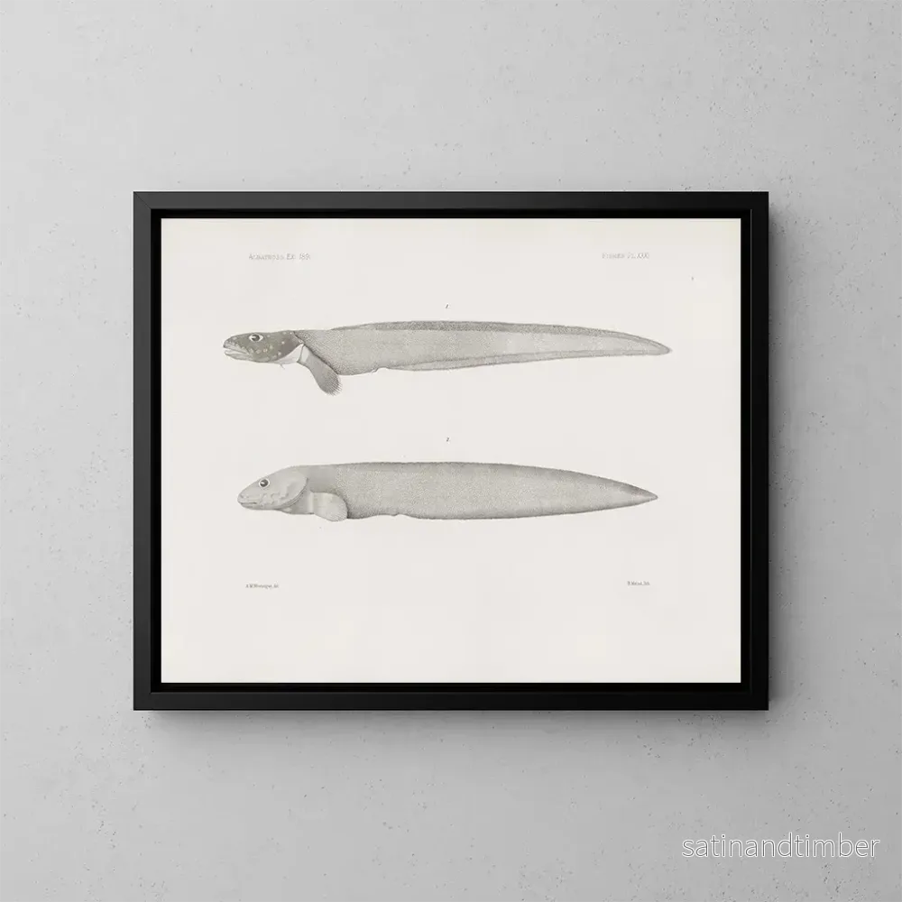 Reproduktion av målningen Mémoires du Muséum de zoologie comparée de Harvard College Pl31 – Musée de Zoologie Comparée de l’Université Harvard Reproduktion av målningen Mémoires du Muséum de zoologie comparée de Harvard College Pl31 – Musée de Zoologie Comparée de l’Université Harvard