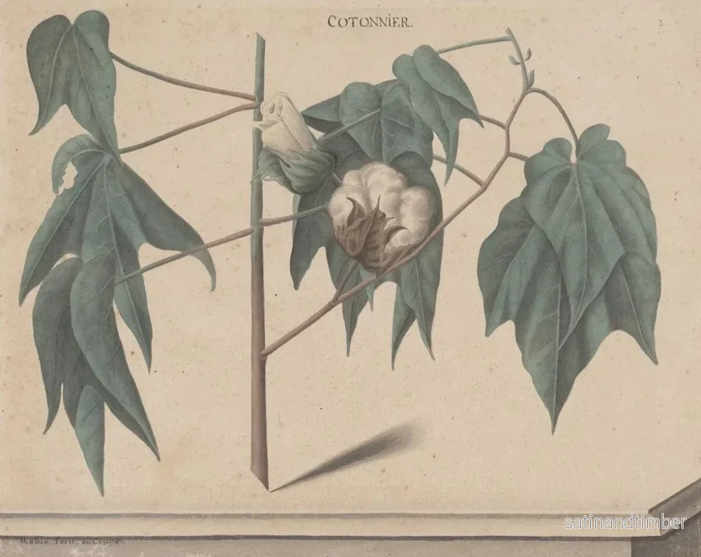 Reproduktion av målningen Histoire naturelle de Saint-Domingue Pl135 - René de Rabi - Bild 2