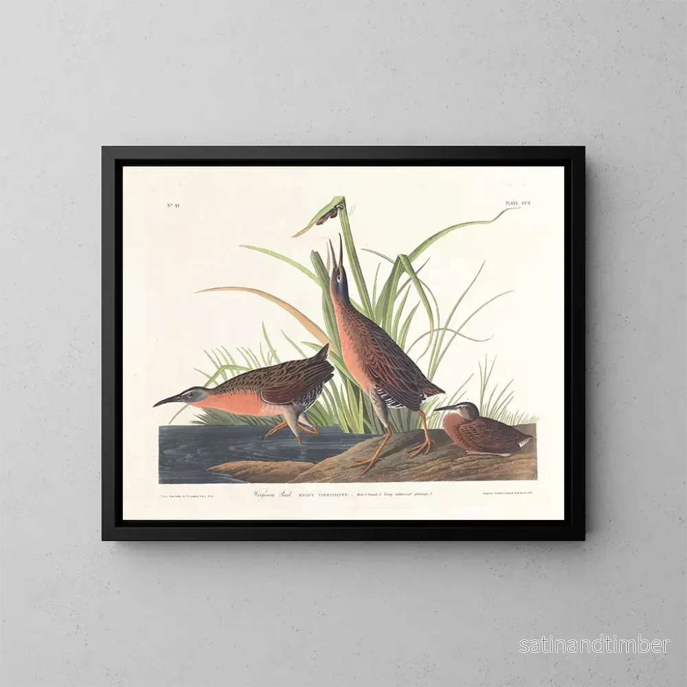Reproduktion av målningen Râle de Virginie - John James Audubon