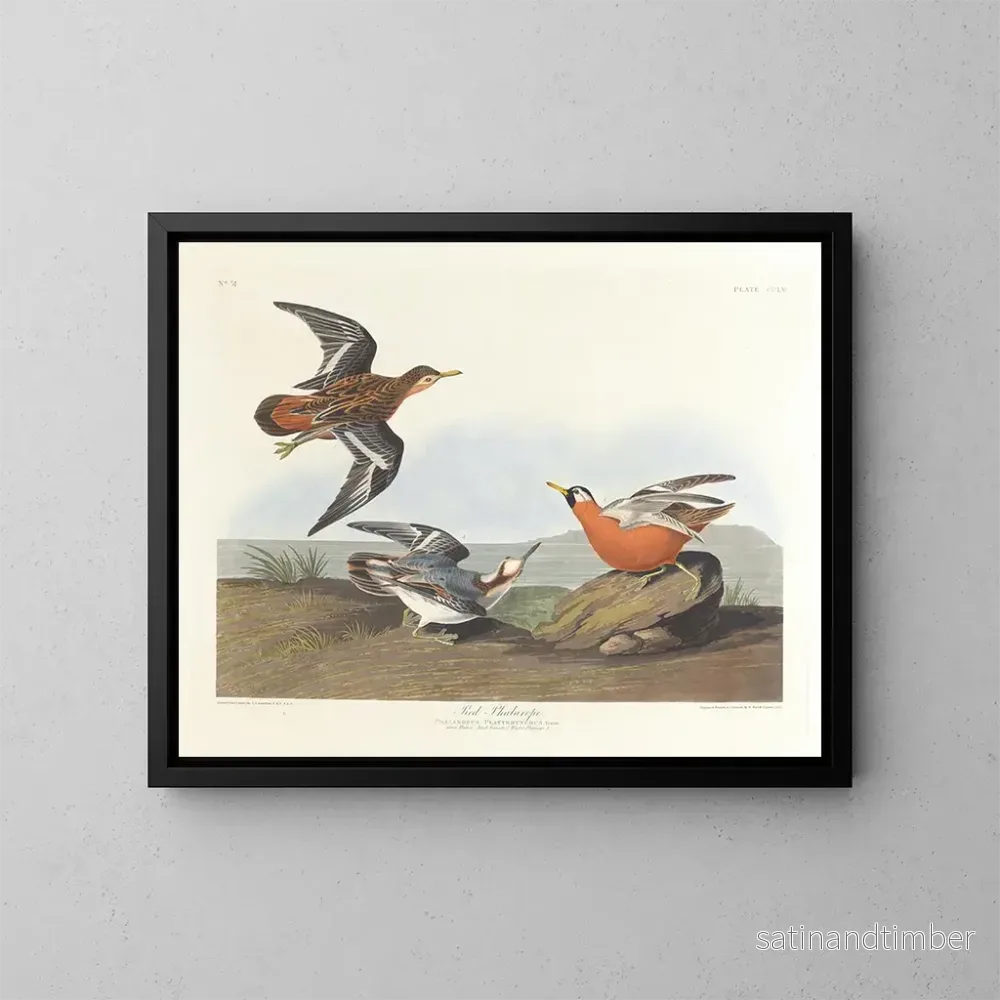 Reproduktion av målningen Phalarope à bec rouge - John James Audubon