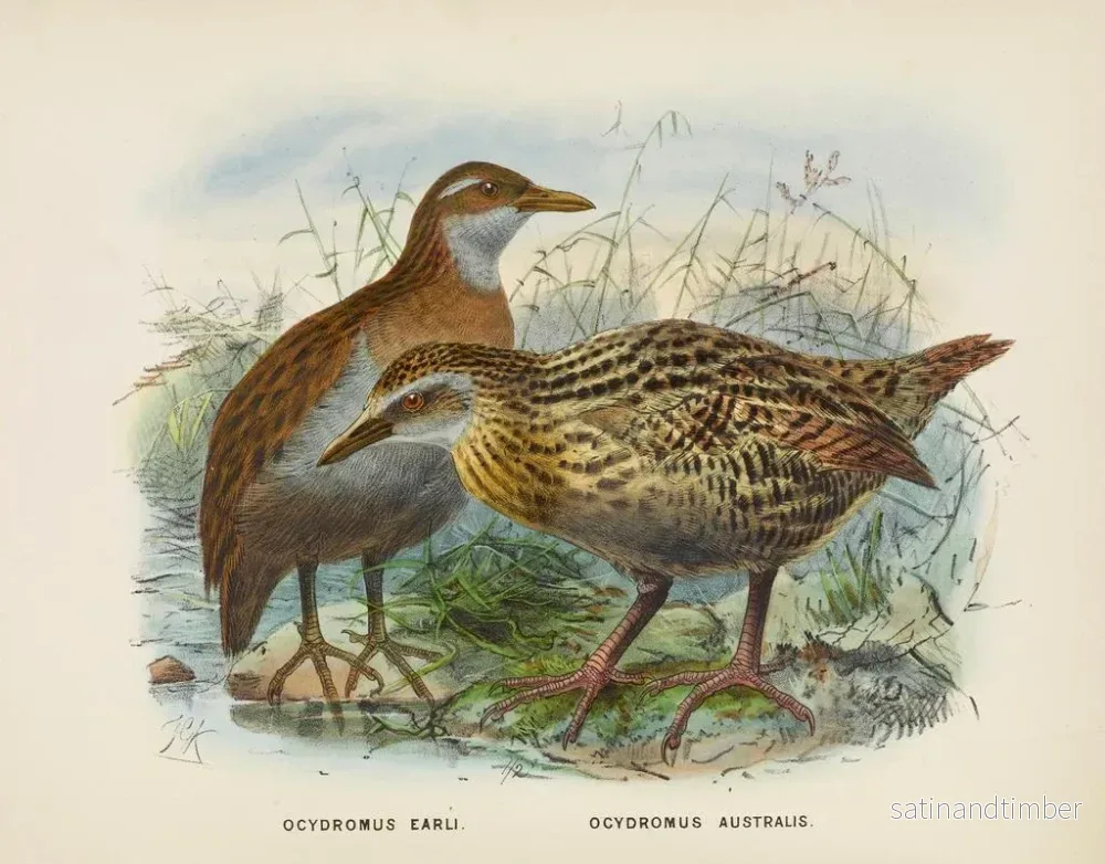 Reproduktion av målningen Ocydromus earli och Ocydromus australis - John Gerrard Keulemans - Bild 2
