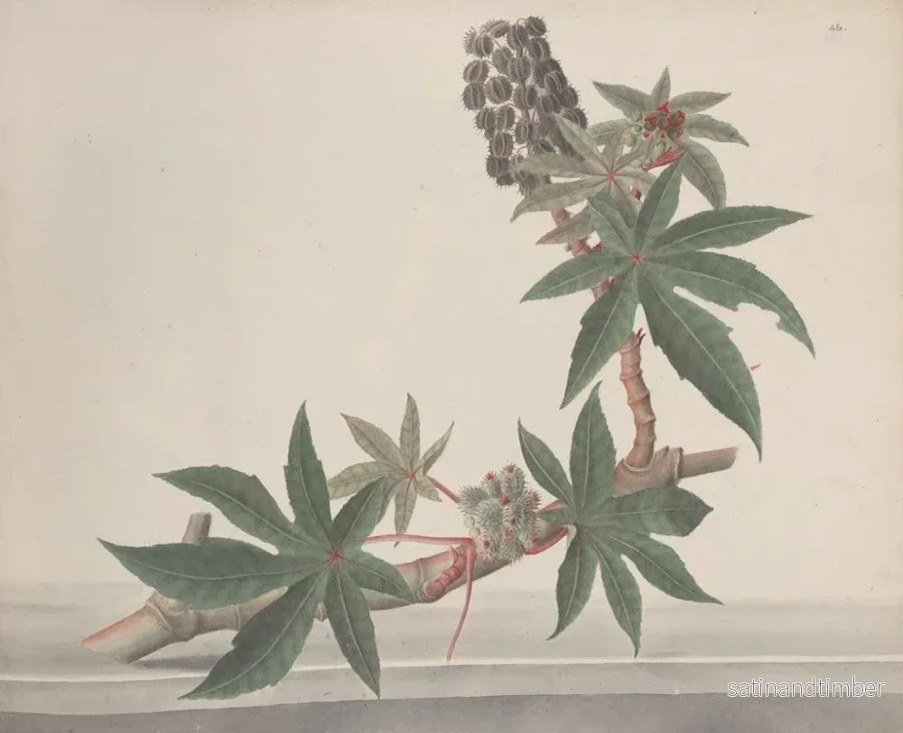 Reproduktion av målningen Histoire naturelle de Saint-Domingue Pl178 - René de Rabi - Bild 2
