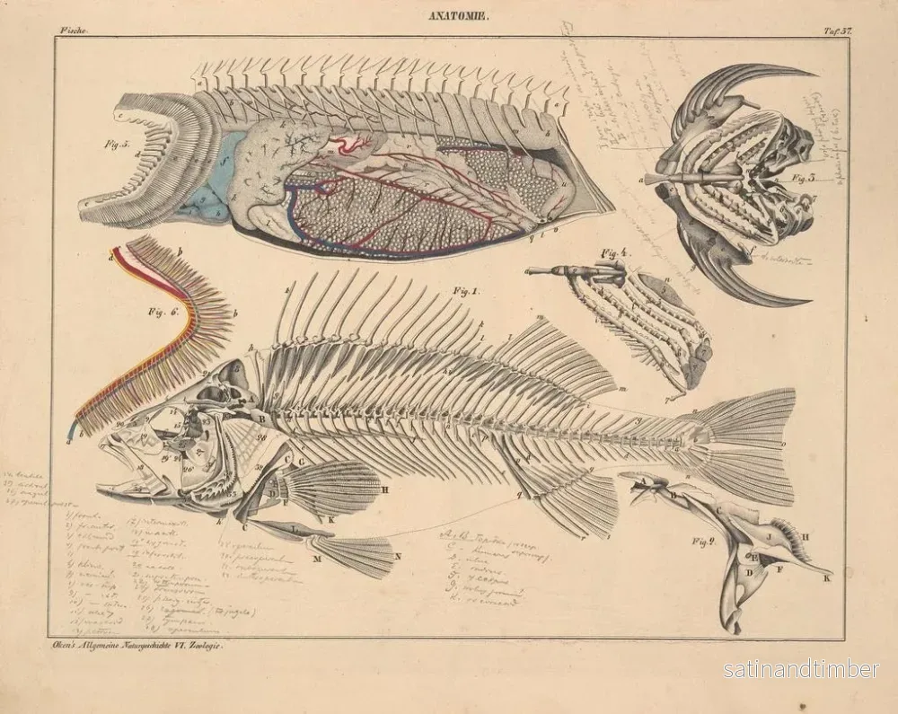 Reproduktion av målningen Illustrationer av den allmänna naturhistorien av Oken för alla tillstånd Pl103 - Lorenz Oken - Bild 2