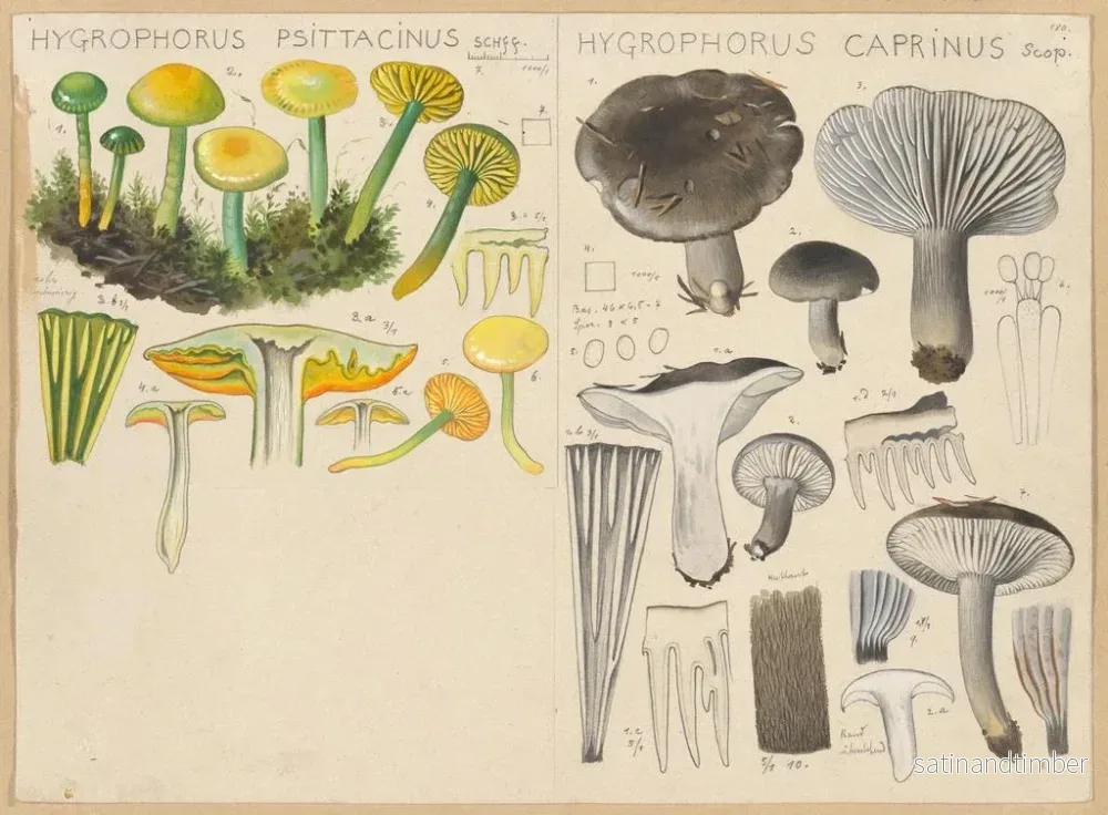 Reproduktion av målningen Hygrophore psittacine Hygrophore caprin - Hans Baldung - Bild 2