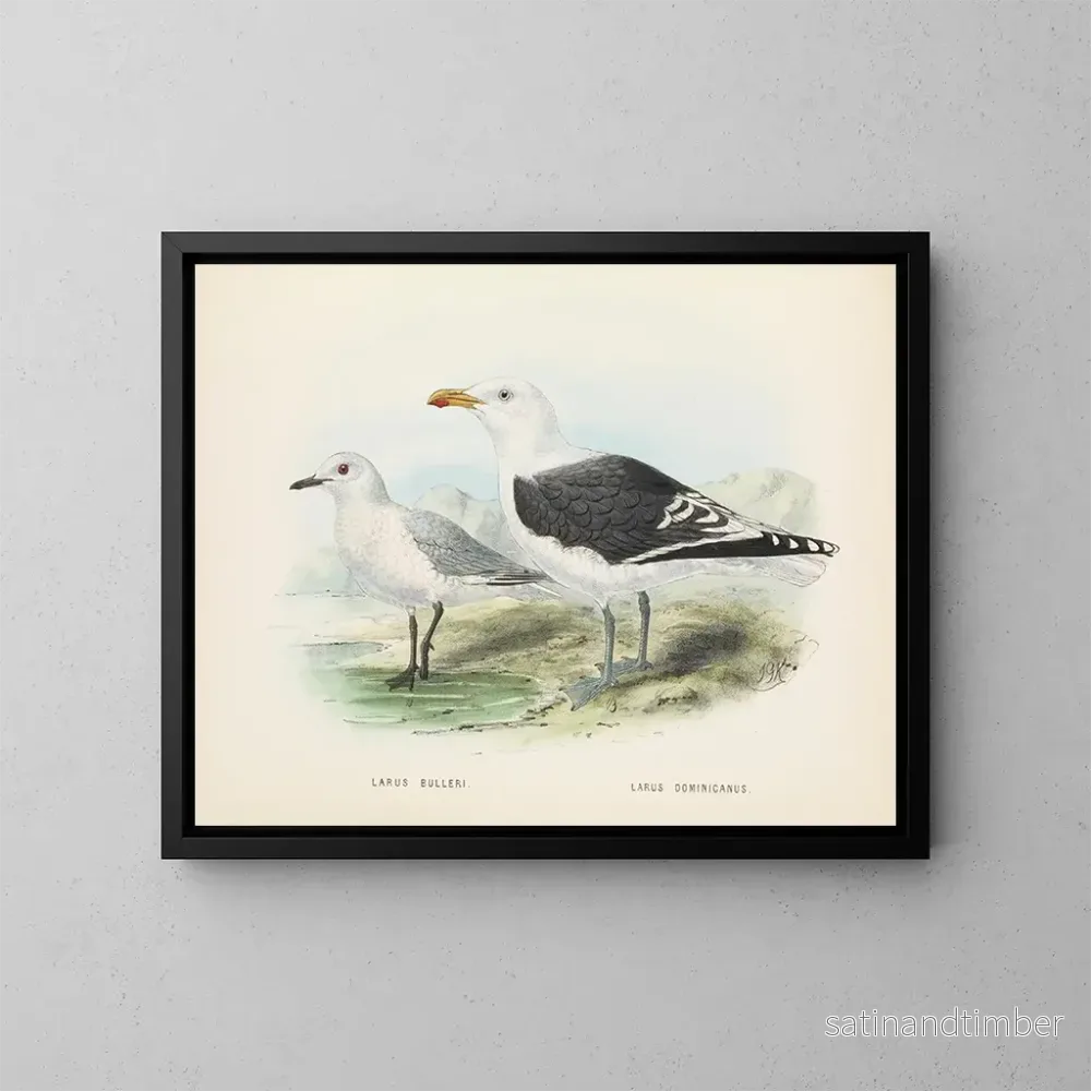 Reproduktion av målningen Larus bulleri och Larus dominicanus - John Gerrard Keulemans