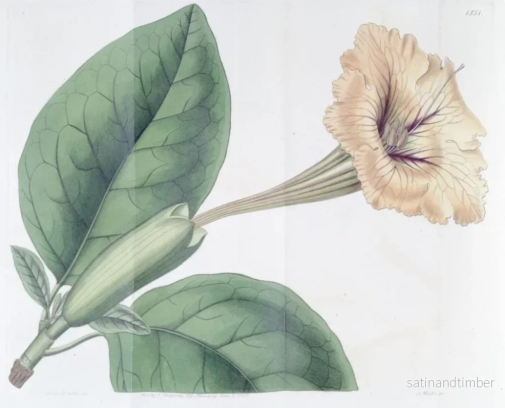 Reproduktion av målningen Solandra à fleurs tachetées - Sydenham Edwards - Bild 2