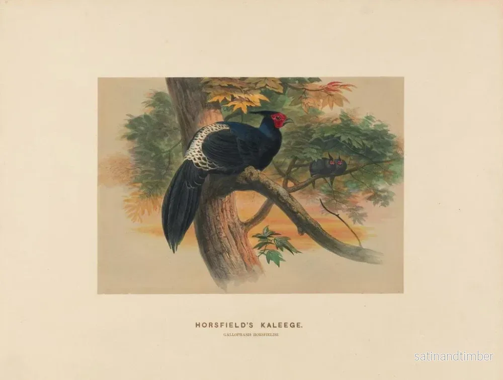 Reproduktion av målningen Kaleege de Horsfield - Joseph Wolf - Bild 2