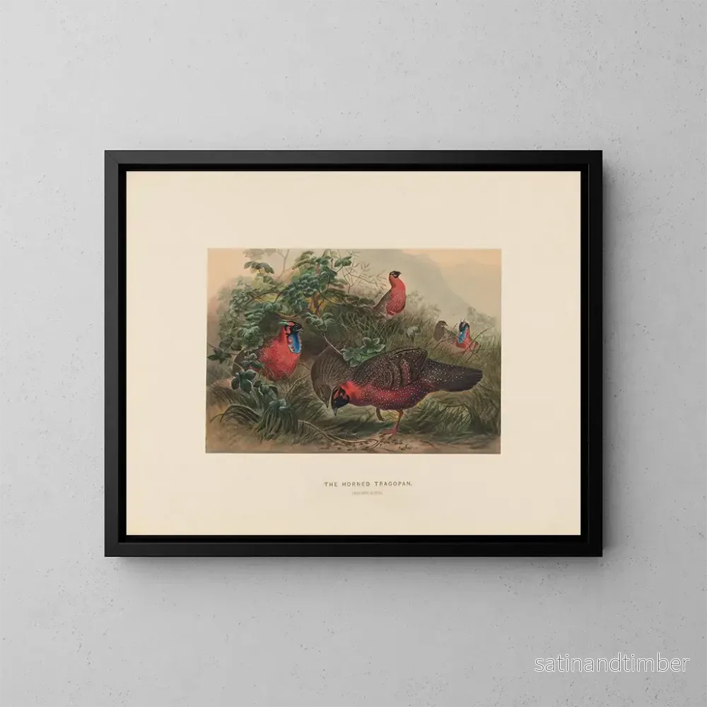 Reproduktion av målningen Le Tragopan cornu - Joseph Wolf