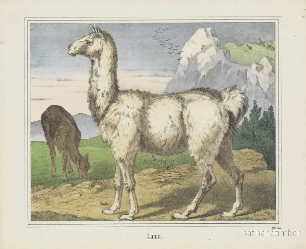 Reproduktion av målningen Lama - Joseph Scholz - Bild 2