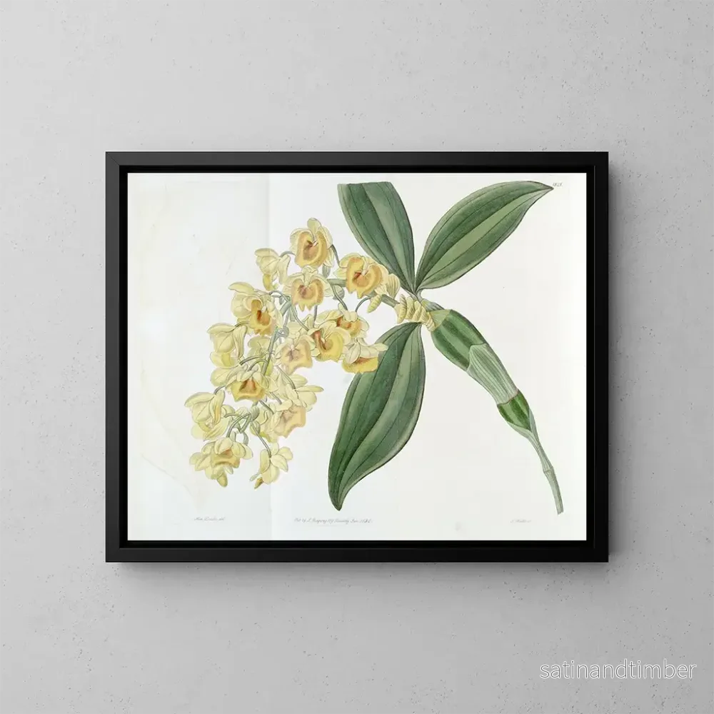 Reproduktion av målningen Dendrobium med täta blommor - Sydenham Edwards