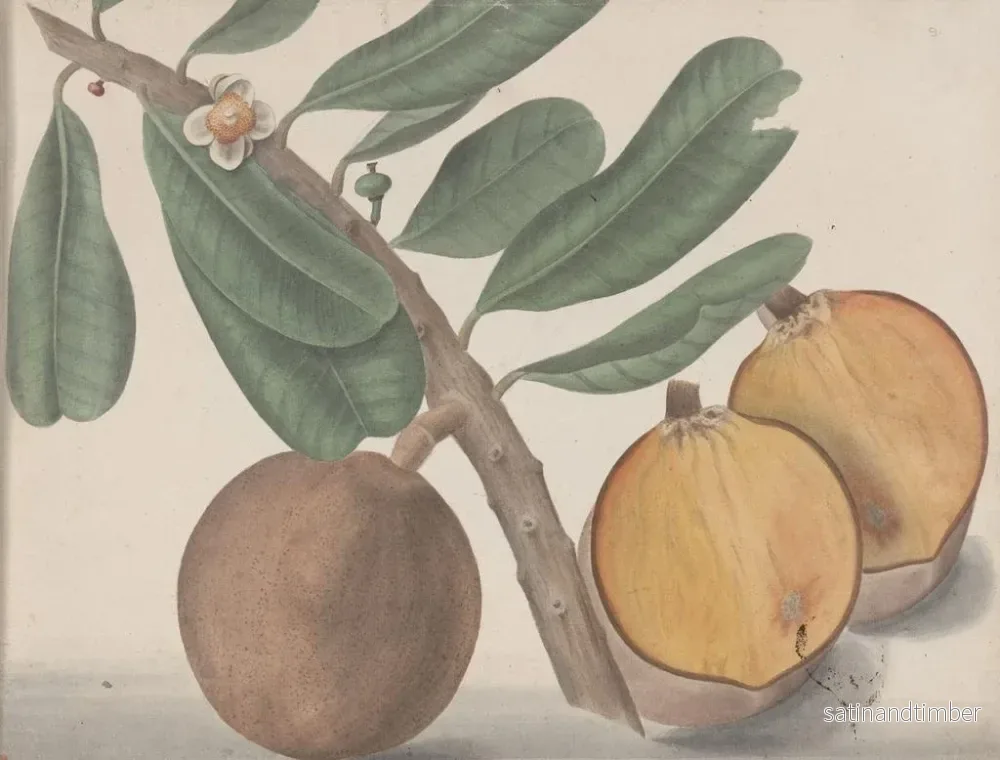 Reproduktion av målningen Histoire naturelle de Saint-Domingue Pl140 - René de Rabi - Bild 2