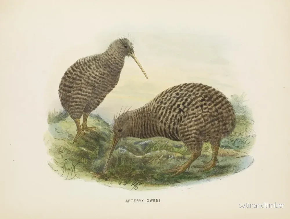 Reproduktion av målningen Apteryx oweni - John Gerrard Keulemans - Bild 2