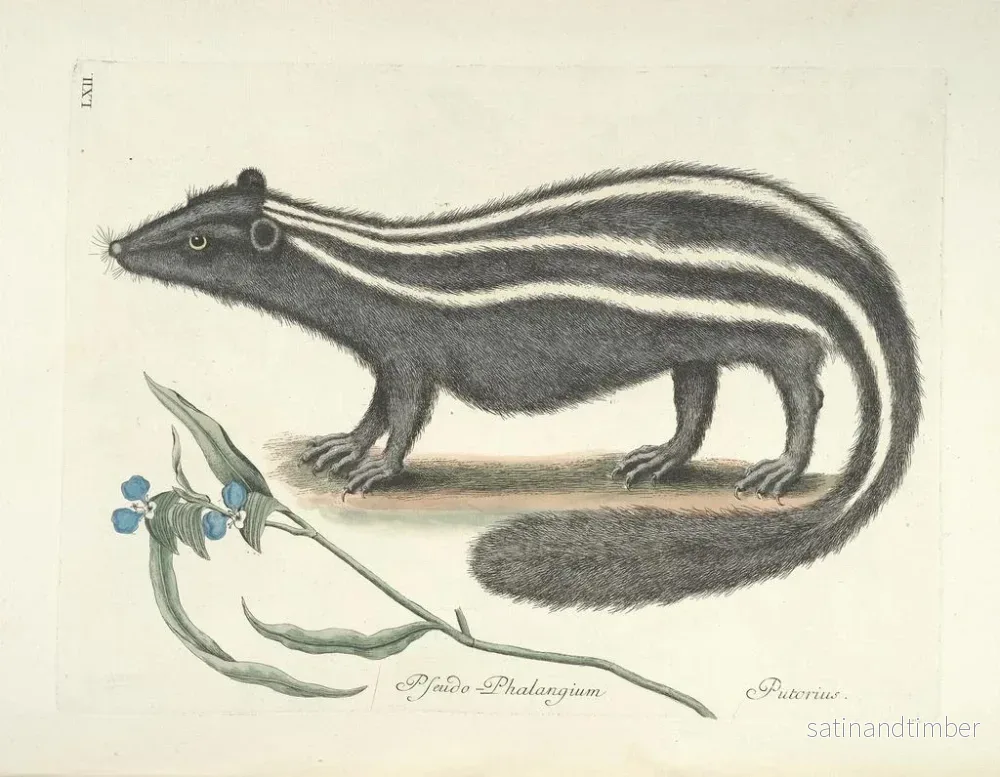 Reproduktion av målningen Bilder av fiskar, ormar, insekter och andra djur samt vissa växter Pl062 - Mark Catesby - Bild 2
