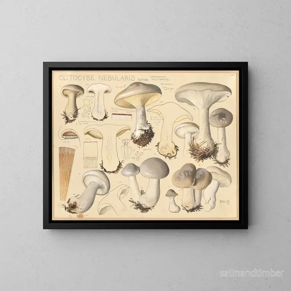 Reproduktion av målningen Clitocybe nébuleux - Hans Baldung