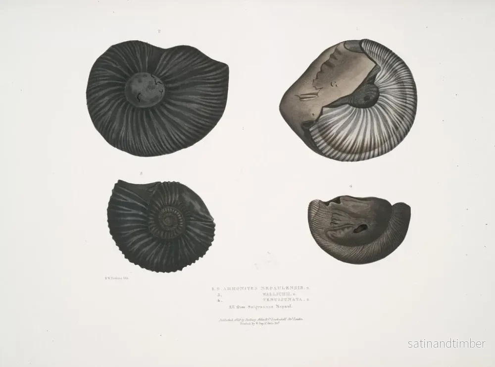 Reproduktion av målningen Ammonites népalensis Ammonites wallichii Ammonites tenuistnata - John Edward Gray - Bild 2