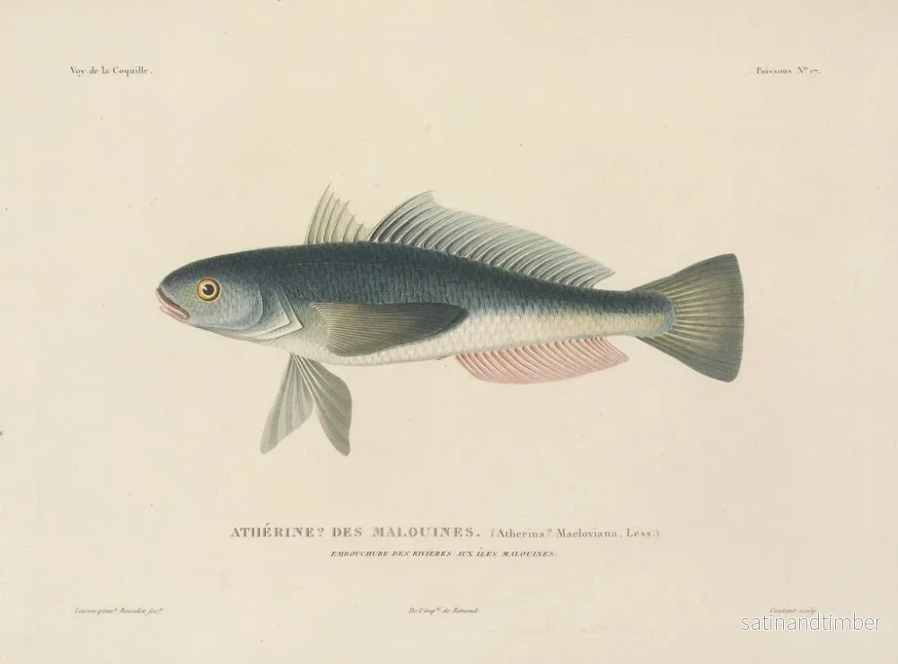Resa runt världen — plansch 024 — Louis-Isidore Duperrey - Bild 2