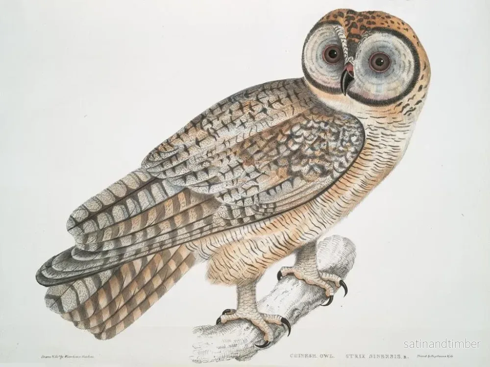 Reproduktion av målningen Hibou chinois Strix sinensis - John Edward Gray - Bild 2