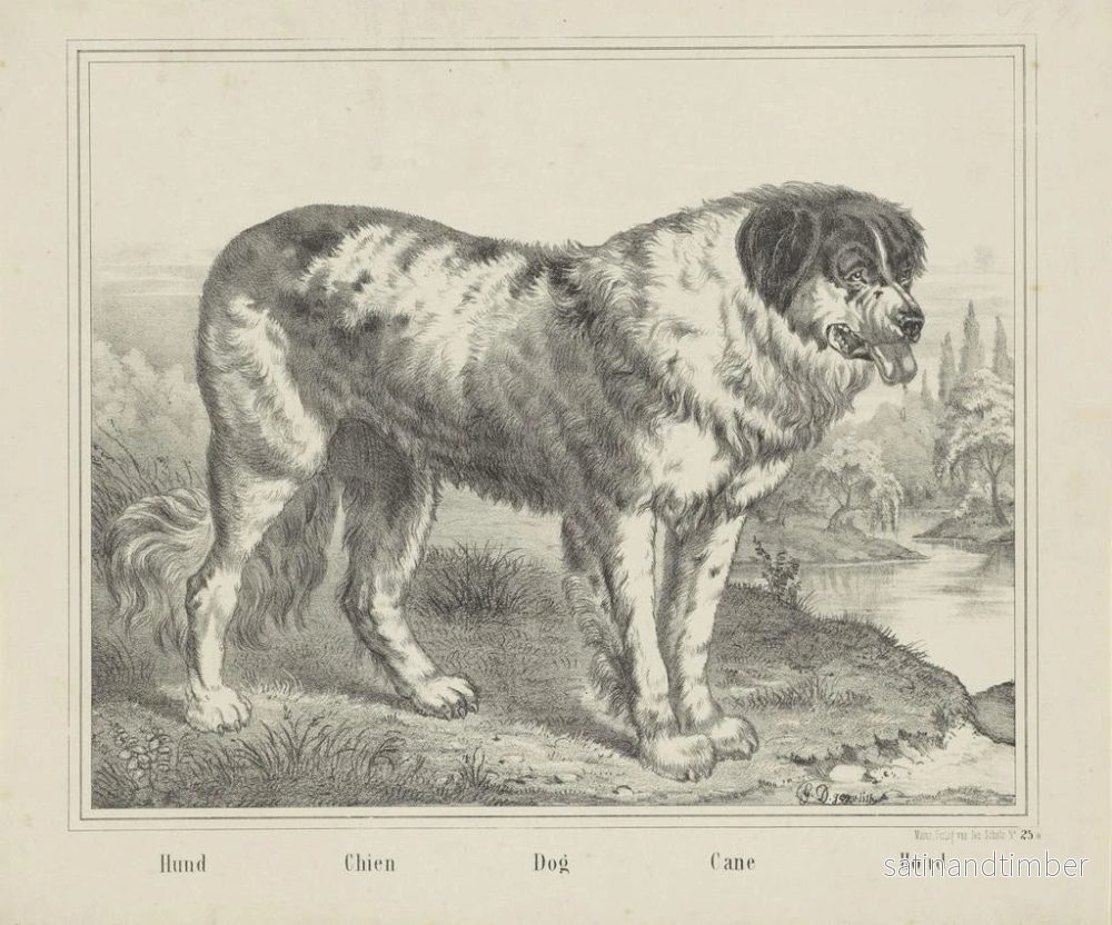 Reproduktion av målningen Hund - Joseph Scholz - Bild 2