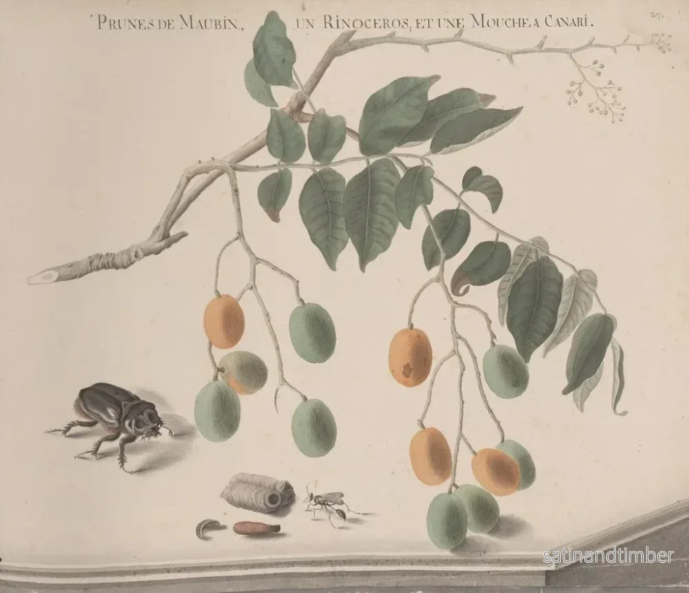 Reproduktion av målningen Histoire naturelle de Saint-Domingue Pl158 - René de Rabi - Bild 2