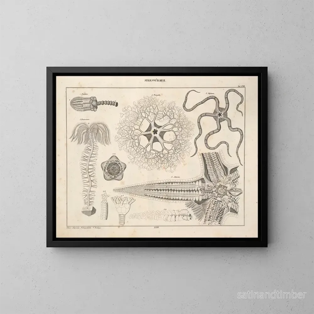 Reproduktion av målningen Illustrationer av den allmänna naturhistorien av Oken för alla tillstånd Pl077 - Lorenz Oken