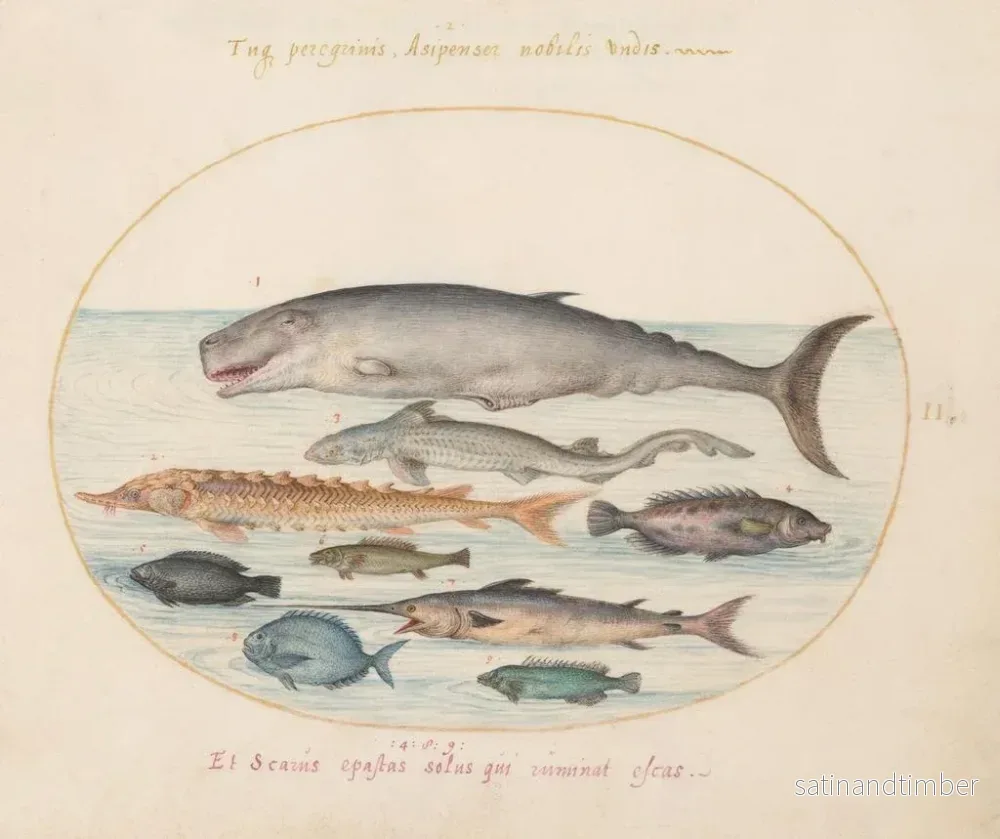 Reproduktion av målningen Planche 2: Cachalot, esturgeon, requin och andra fiskar - Joris Hoefnagel - Bild 2