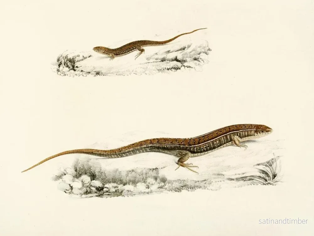 Reproduktion av målningen Gerrhosaurus flavigularis vuxen ung - Sir Andrew Smith - Bild 2