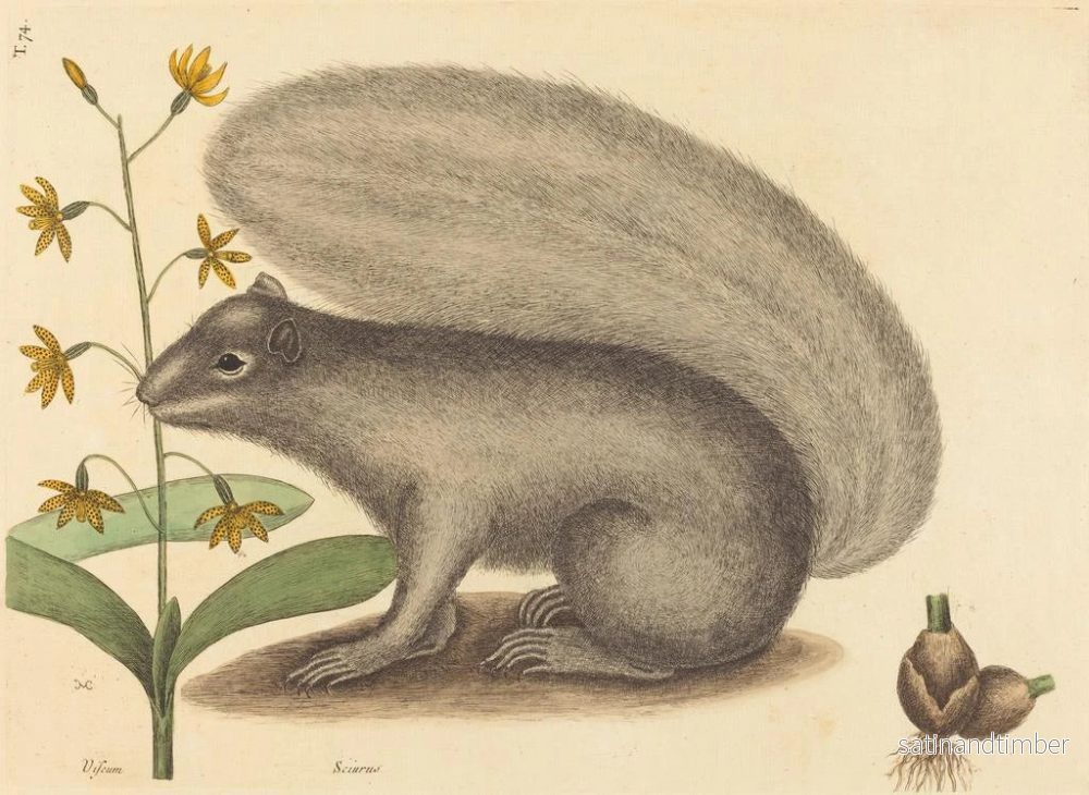 Reproduktion av målningen Le tamia gris - Mark Catesby - Bild 2