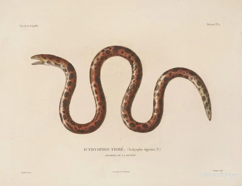 Resa runt världen — plansch 019 — Louis-Isidore Duperrey - Bild 2