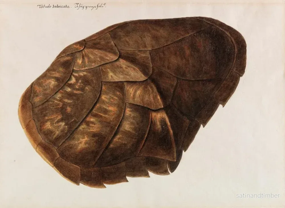 Reproduktion av målningen Tortue imbriquée - Franz Anton von Scheidel - Bild 2