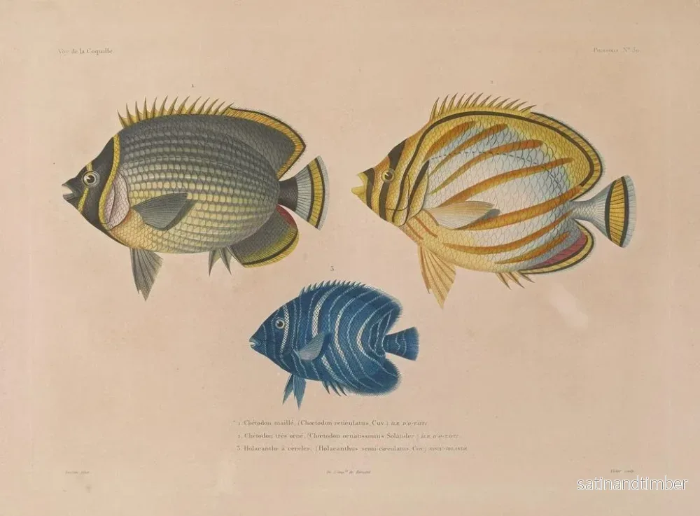 Resa runt världen — plansch 037 — Louis-Isidore Duperrey - Bild 2