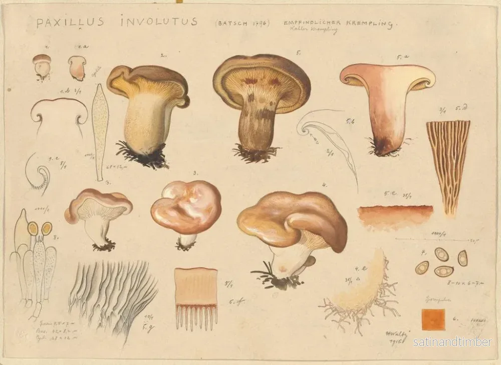 Reproduktion av målningen Paxillus involutus - Hans Baldung - Bild 2