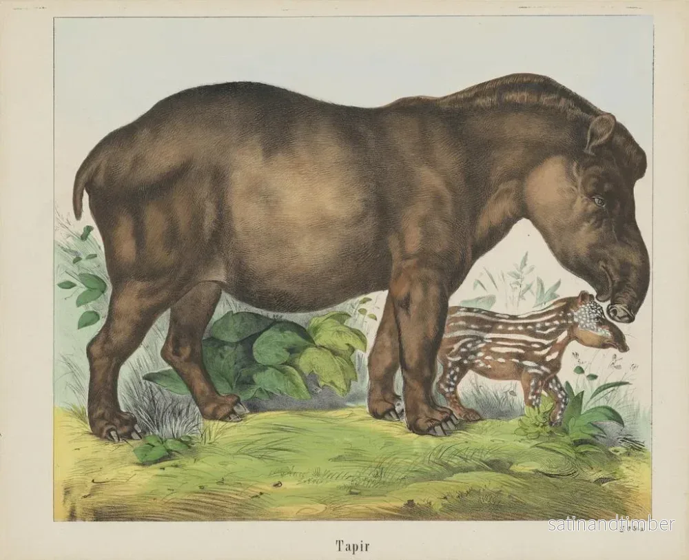 Reproduktion av målningen Tapir - Joseph Scholz - Bild 2
