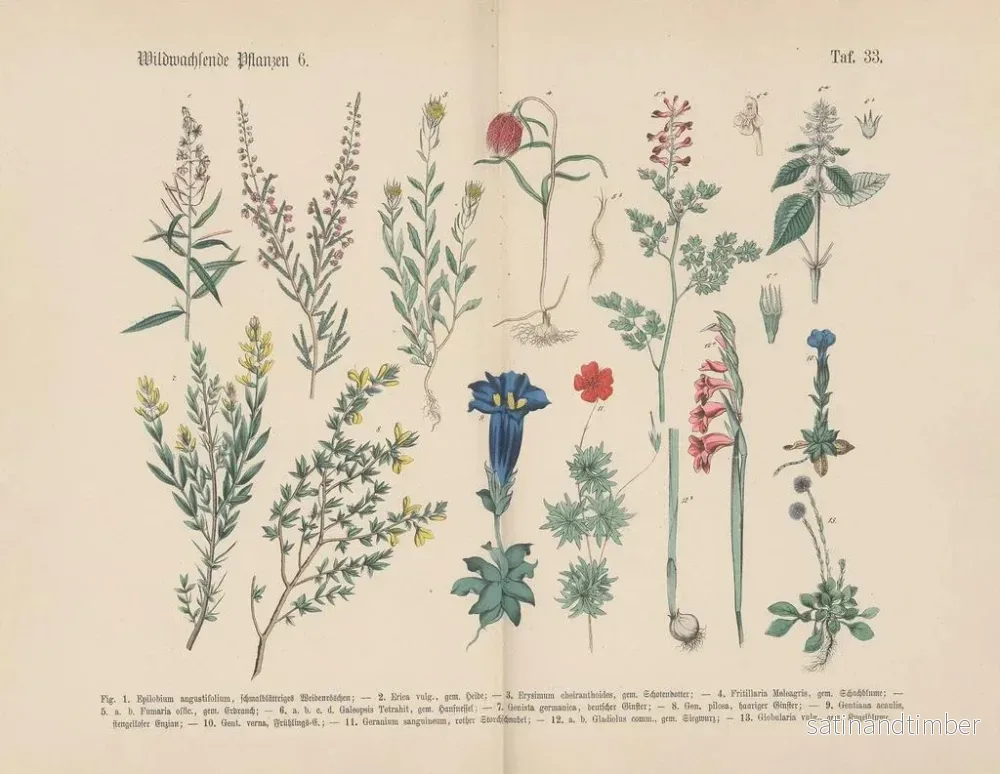 Reproduktion av målningen Manuel de botanique pratique en mots et en images Pl33 - Carl Hoffmann - Bild 2