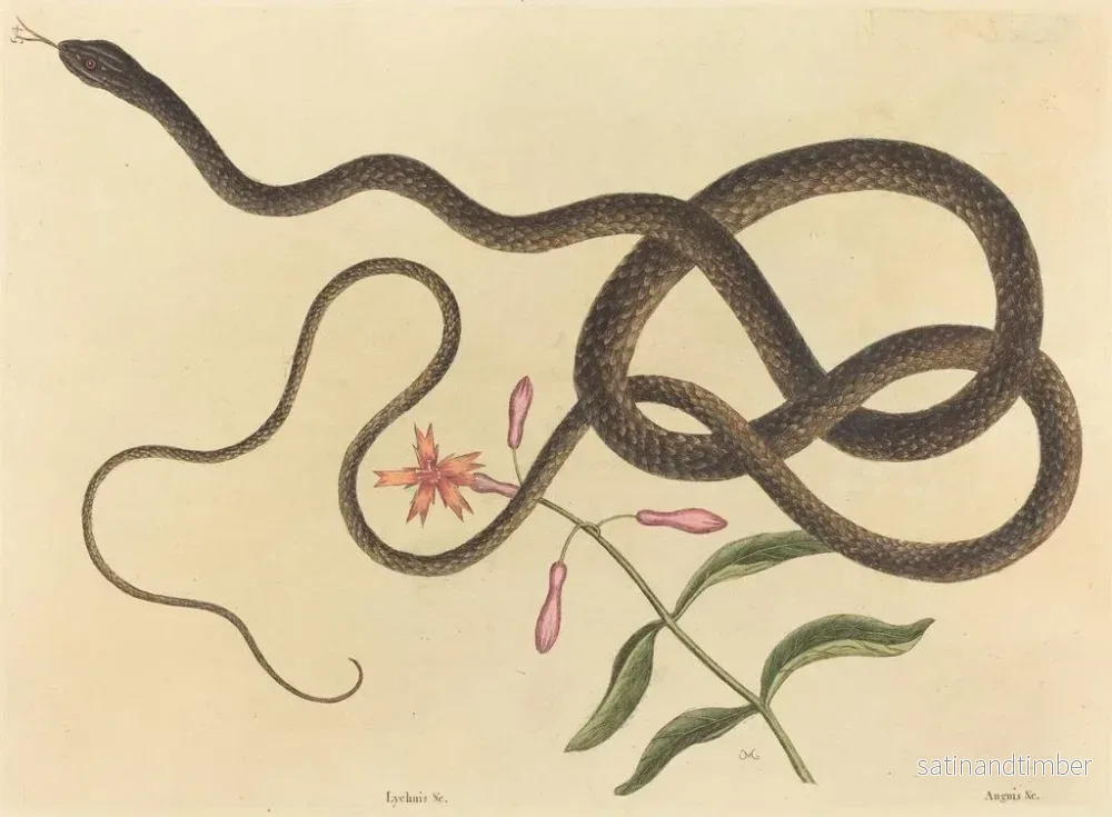 Reproduktion av målningen Le serpent fouet de coachwhip - Mark Catesby - Bild 2