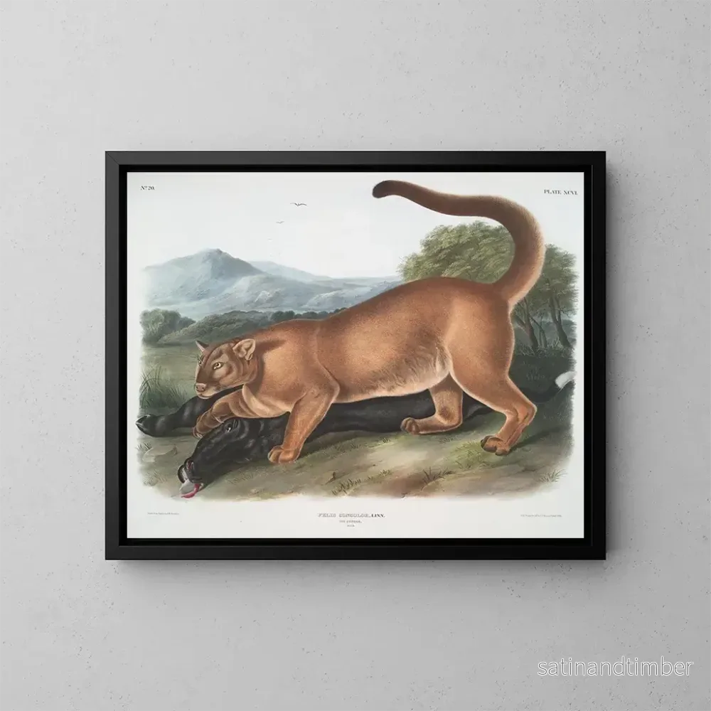 Reproduktion av målningen Le puma mâle - John Woodhouse Audubon