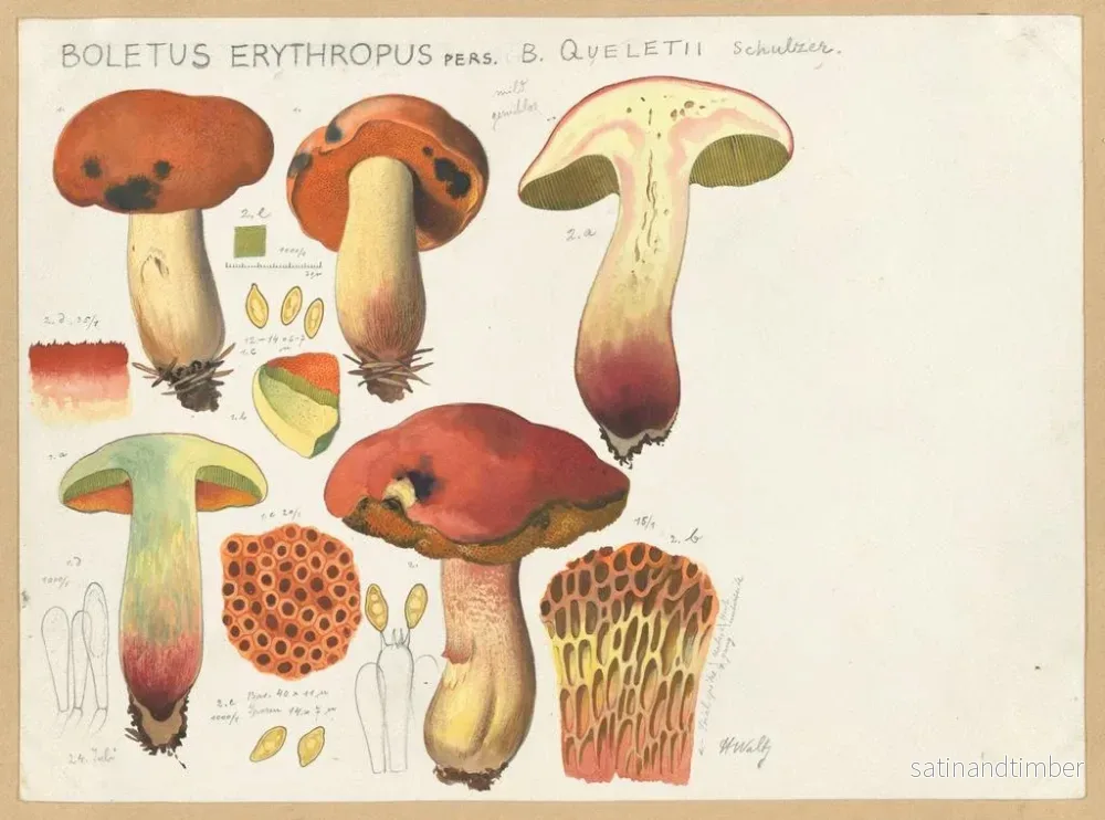 Reproduktion av målningen Bolet erythropus - Hans Baldung - Bild 2
