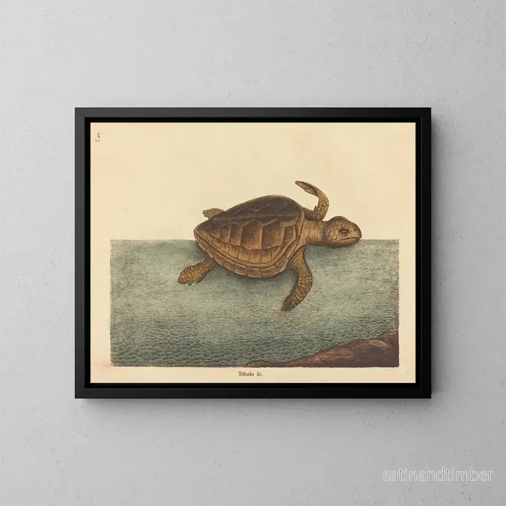 Reproduktion av målningen La tortue caouanne Testudo cavanna - Mark Catesby