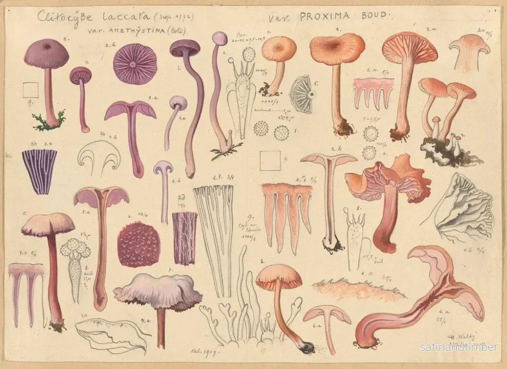 Reproduktion av målningen Clitocybe laccaire - Hans Baldung - Bild 2