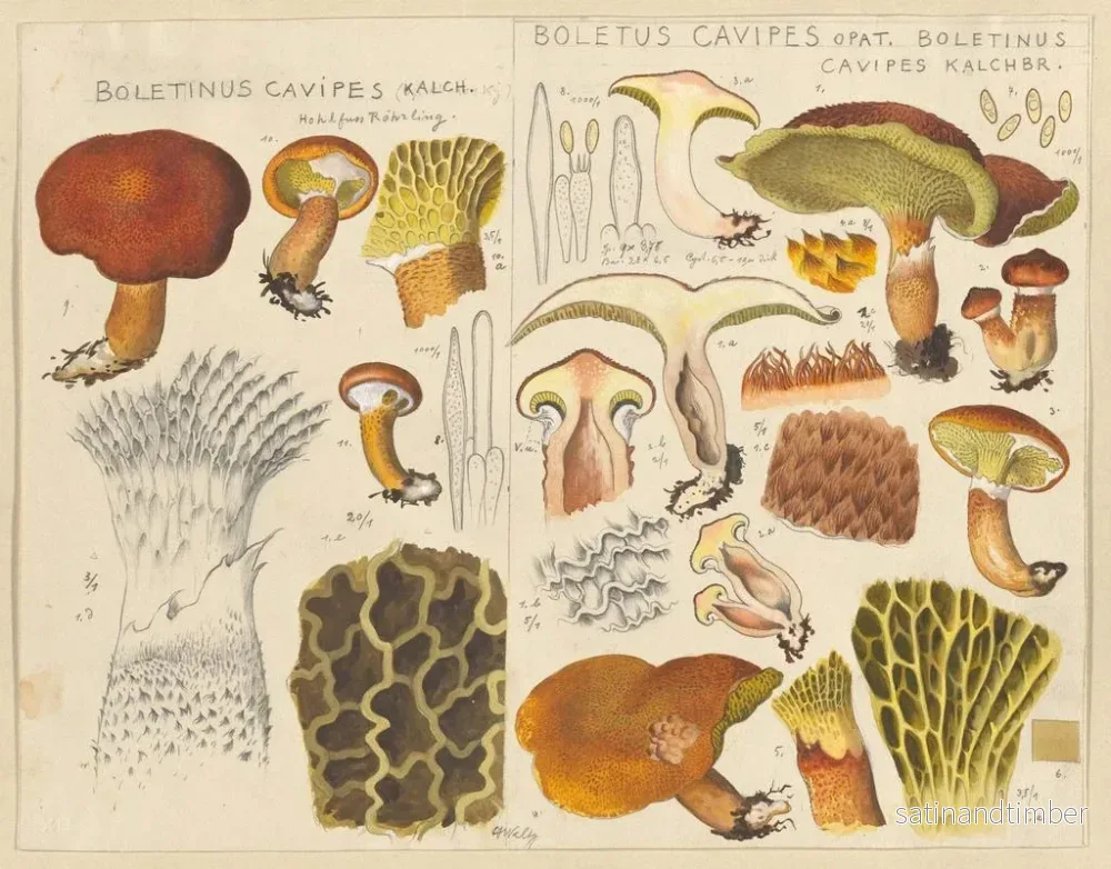 Reproduktion av målningen Boletin de cavipes - Hans Baldung - Bild 2