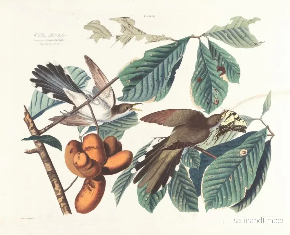 Reproduktion av målningen Coucou à bec jaune - John James Audubon - Bild 2