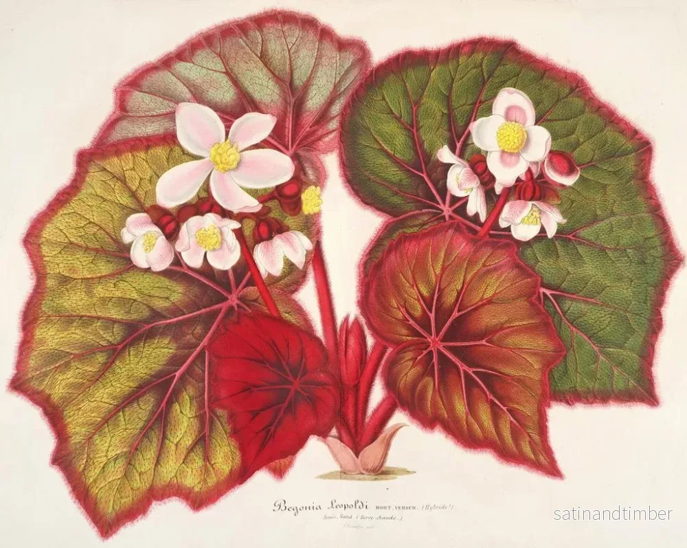 Reproduktion av målningen Bégonia léopoldi - Charles Antoine Lemaire - Bild 2